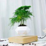 Maceta de Levitación para Planta Bonsai - Imagen 4
