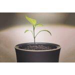 Botanium Maceta Hidropónica con Riego Automático y Cultivo sin Suelo - Imagen 4